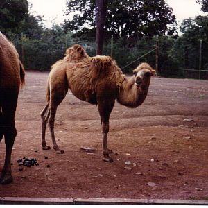 Scanned Catskill Game Farm Photos