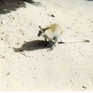 Scanned Catskill Game Farm Photo