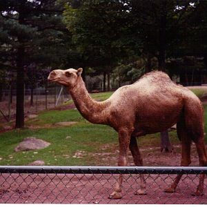 Scanned Catskill Game Farm Photo