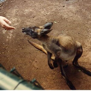 Scanned Catskill Game Farm Photo