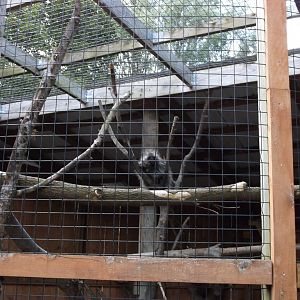 North American Porcupine