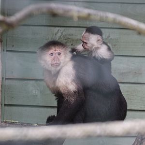Owl & Monkey Haven, Newport, Isle of Wight, White-throated Capuchins (C
