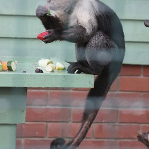 Owl & Monkey Haven, Newport, Isle of Wight, White-throated Capuchin (Ce
