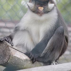 Owl and Monkey Haven, Newport, Isle of Wight, Red-tailed Guenon (Cercopithe