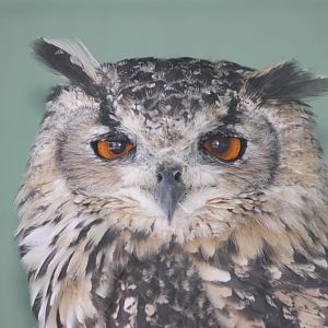 Bengal Eagle-owl (Bubo bengalensis) at Owl and Monkey Haven, Isle of Wight