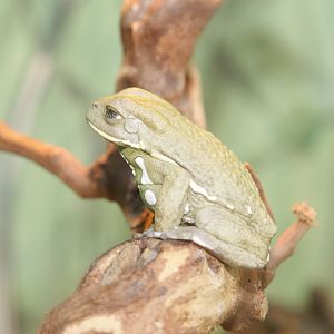Waxy Monkey Frog (Phyllomedusa sauvagii) at Owl and Monkey Haven, Isle of W