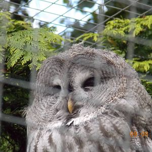 Great Grey Owl