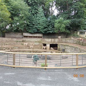 Barbary Sheep terraces