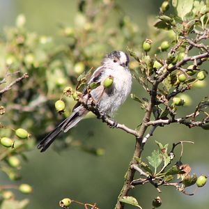 Long-tailed tit