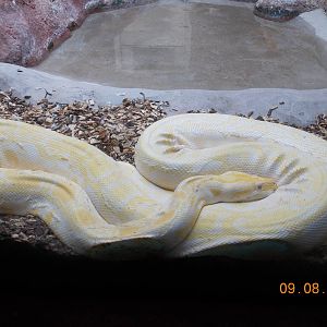 Albino Burmese Python