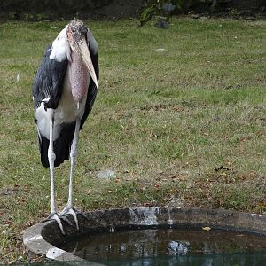 Marabou Stork