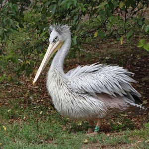 Pink-backed Pelican