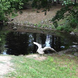 Pink-backed Pelican pond