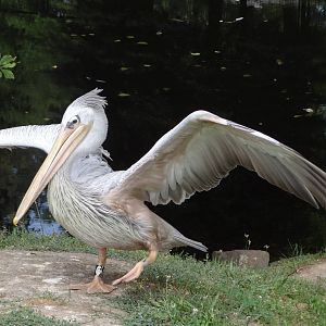 Pink-backed Pelican