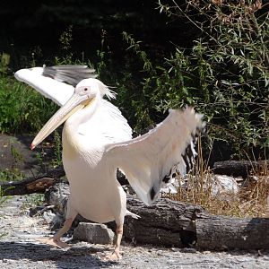 Eastern White Pelican