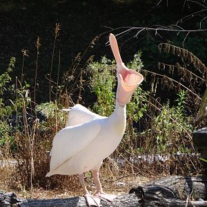 Eastern White Pelican