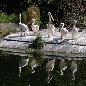 Eastern White Pelican