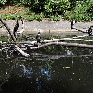 Cormorant pond