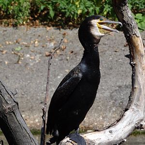 Common Cormorant