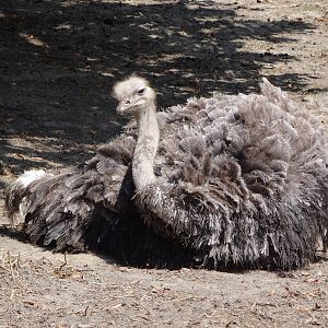 Ostrich