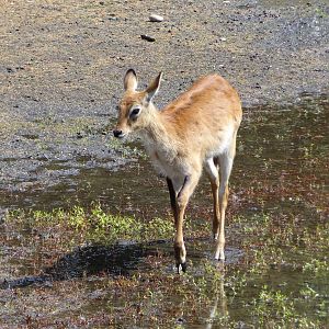 Leachwe Waterbuck