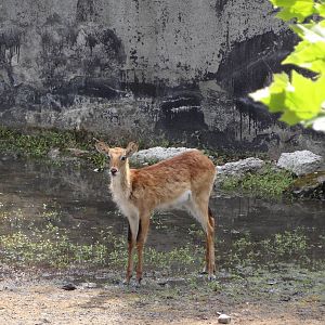 Leachwe Waterbuck