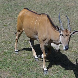 Eland