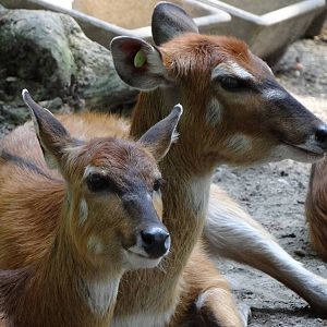 Western Sitatunga