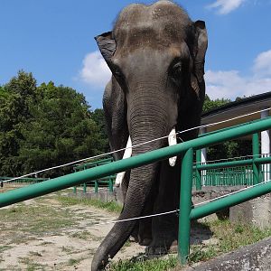 Asian Elephant