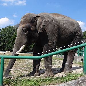 Asian Elephant