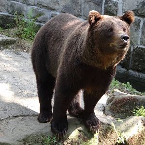 Brown Bear