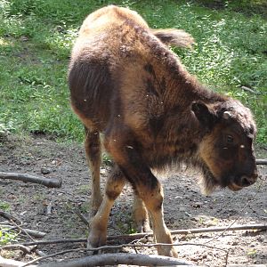 Young Wood Bison