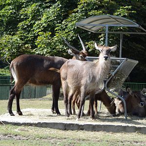 Defassa Waterbuck