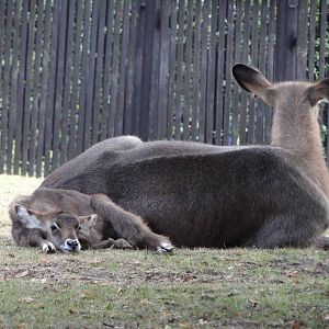 Defassa Waterbuck