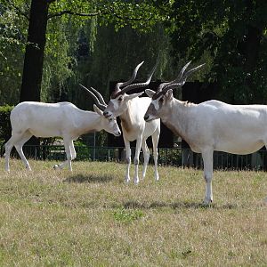 Addax