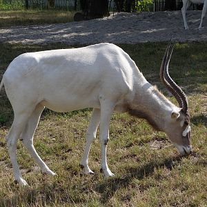 Addax