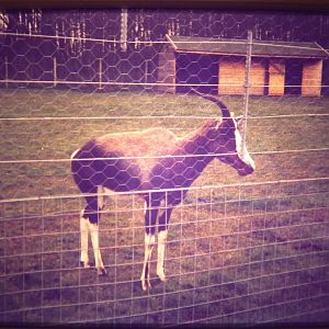 The last Bontebok, c.1993 (taken from a slide).