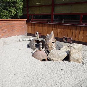 Meerkat enclosure