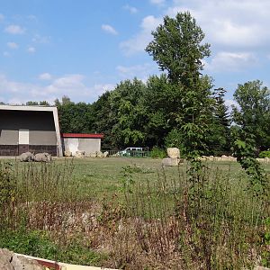 White Rhino second paddock