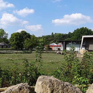 White Rhino second paddock