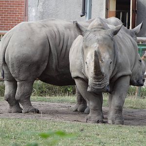 White Rhino