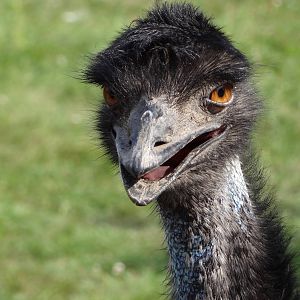 Emu