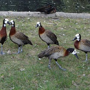 White-faced Whistling Duck