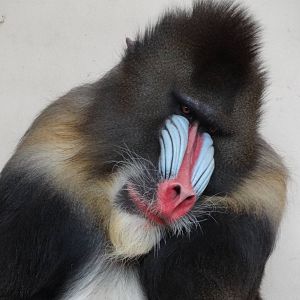 Mandrill