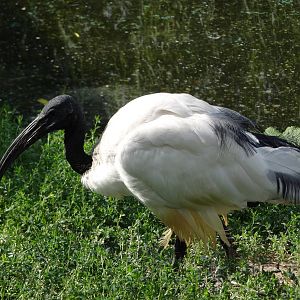 Sacred Ibis