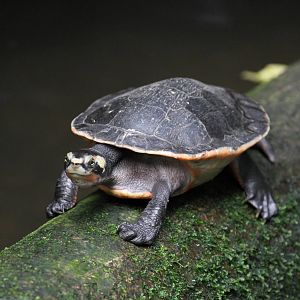 Turtle ID Please