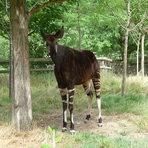 okapi london zoo