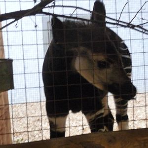 Juvenile Okapi Daphne London Zoo