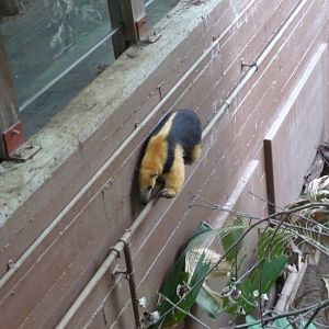 Tamandua on the move London Zoo