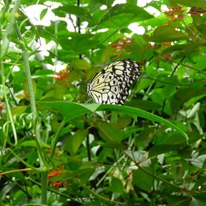 butterfly exhibit london zoo